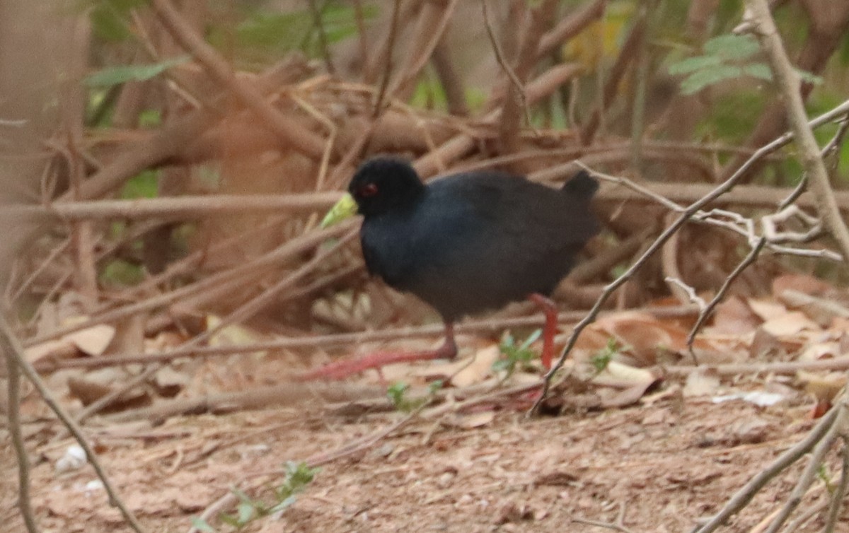 Black Crake - ML634785024