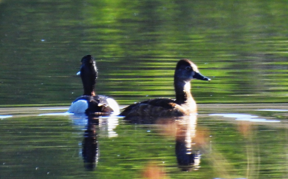 Ring-necked Duck - ML634785066