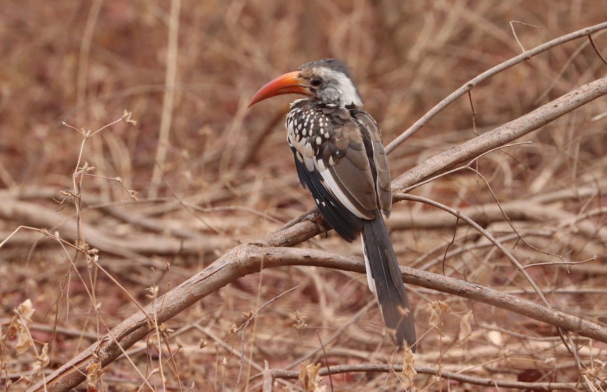 Northern Red-billed Hornbill - ML634785083