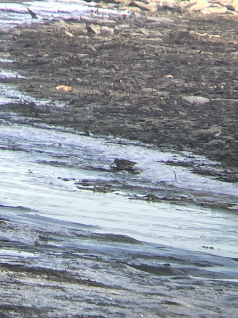 Wilson's Snipe - ML634785156
