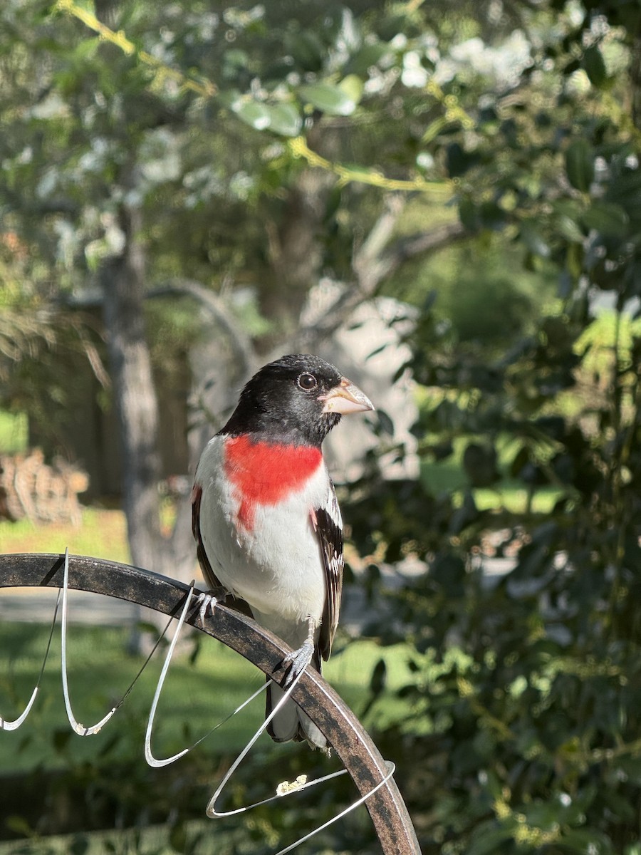 Rose-breasted Grosbeak - ML634785352