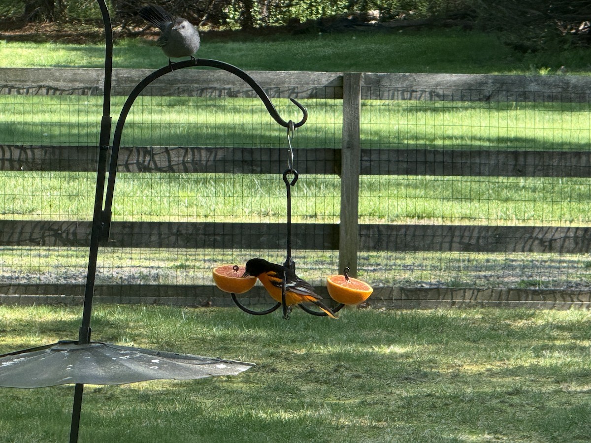 Baltimore Oriole - ML634785382