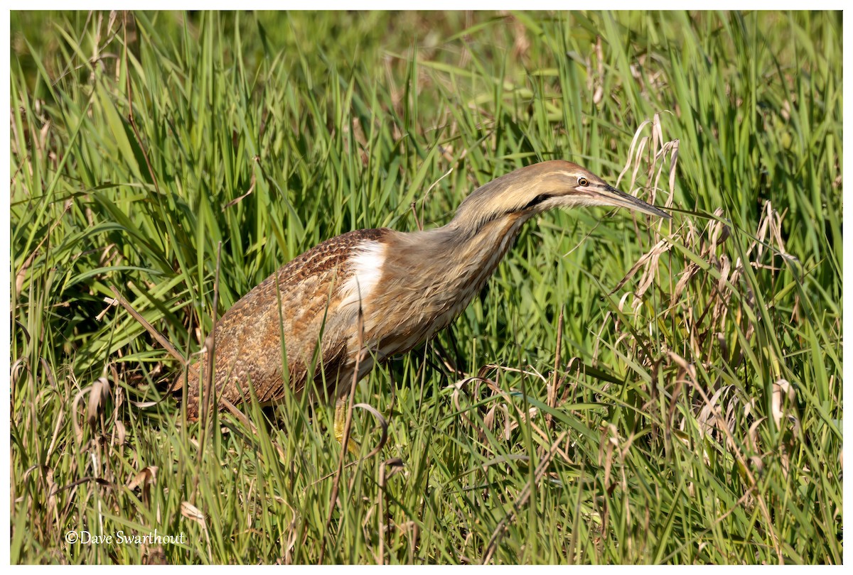 American Bittern - ML634785448