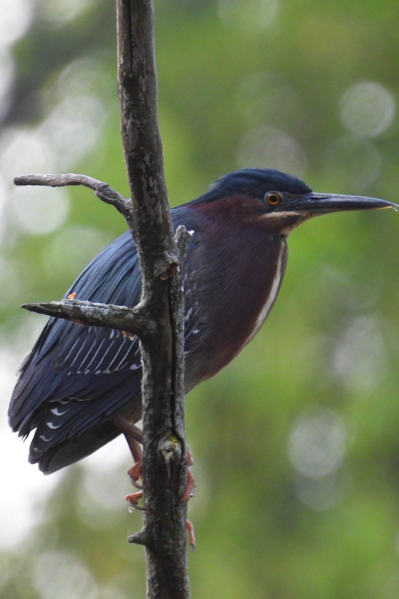 Green Heron - ML634785541