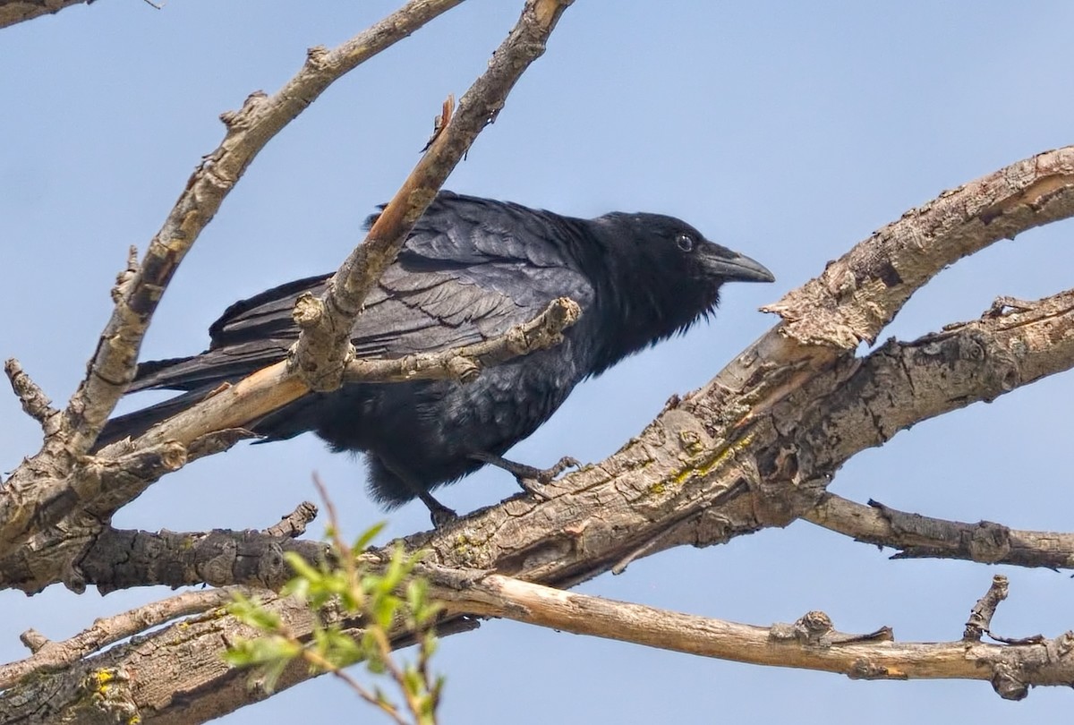 Fish Crow - ML634785550