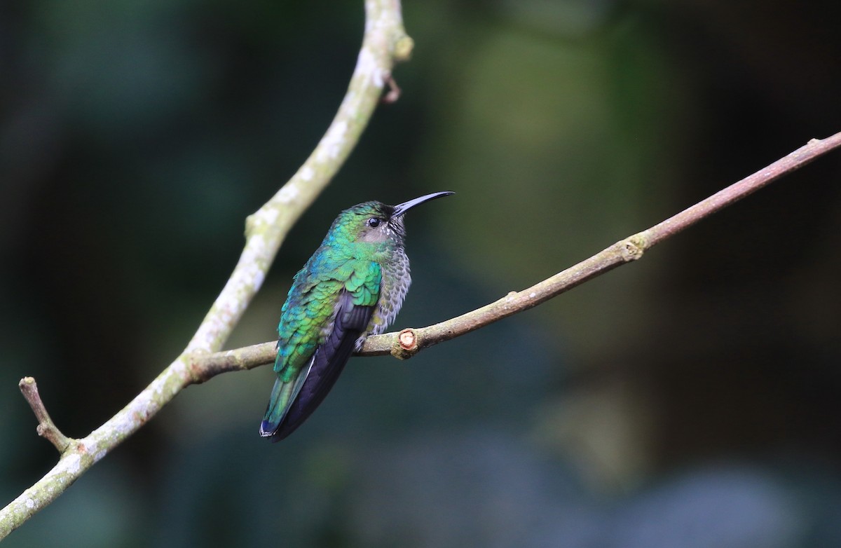 White-necked Jacobin - ML634785672