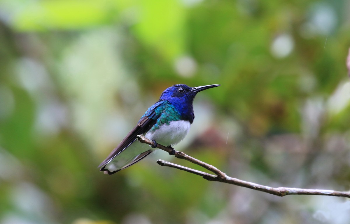 White-necked Jacobin - ML634785685