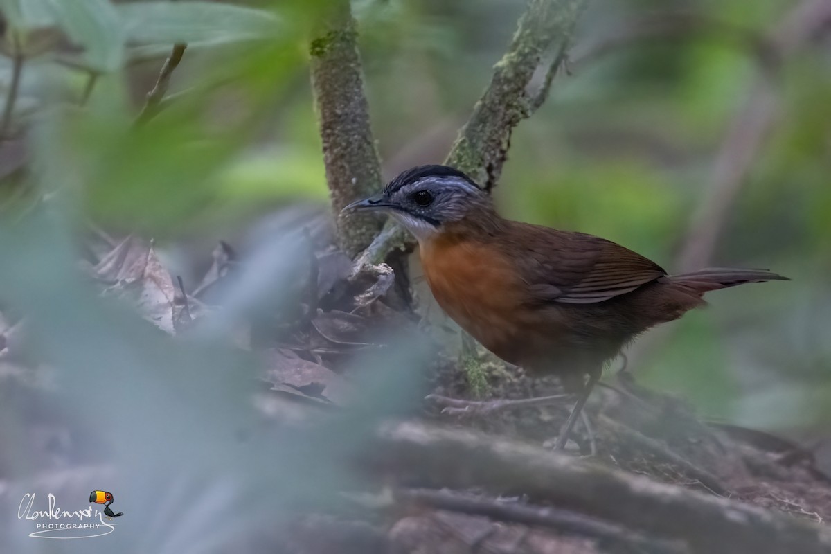 Malayan Black-capped Babbler - ML634785697