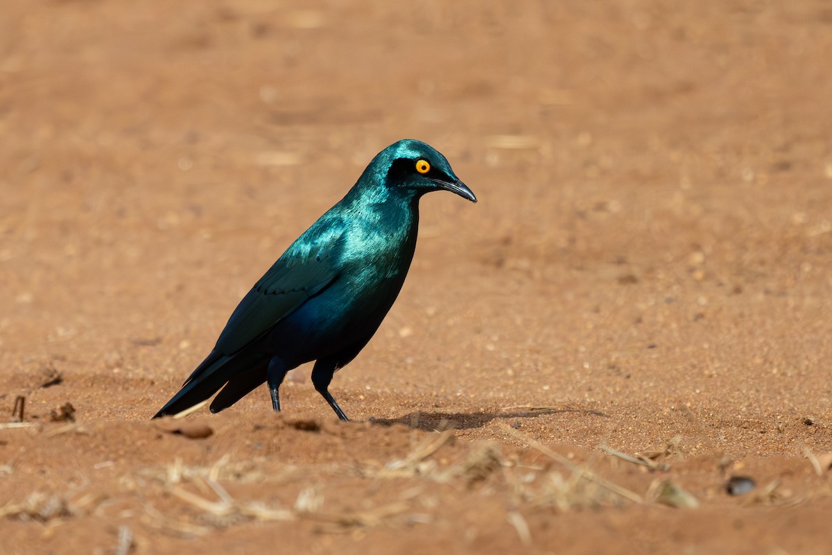 Greater Blue-eared Starling - ML634785939
