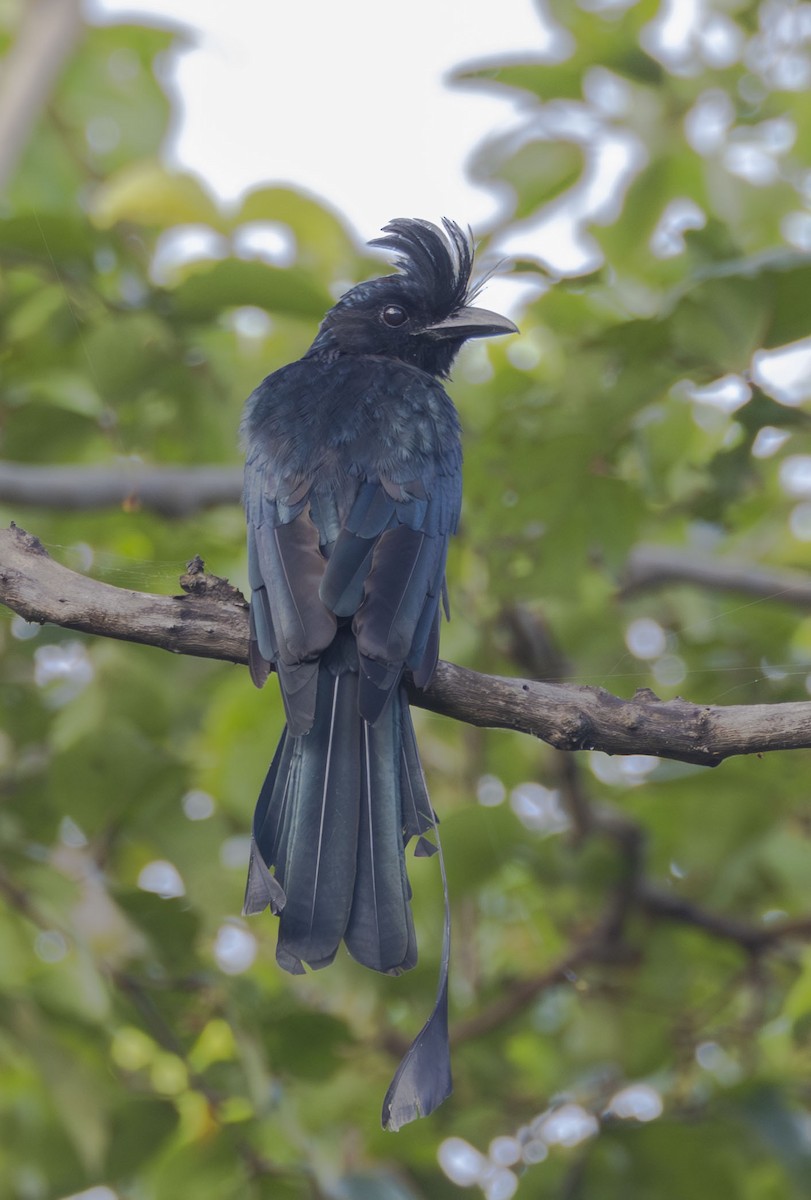 Greater Racket-tailed Drongo - ML634786023