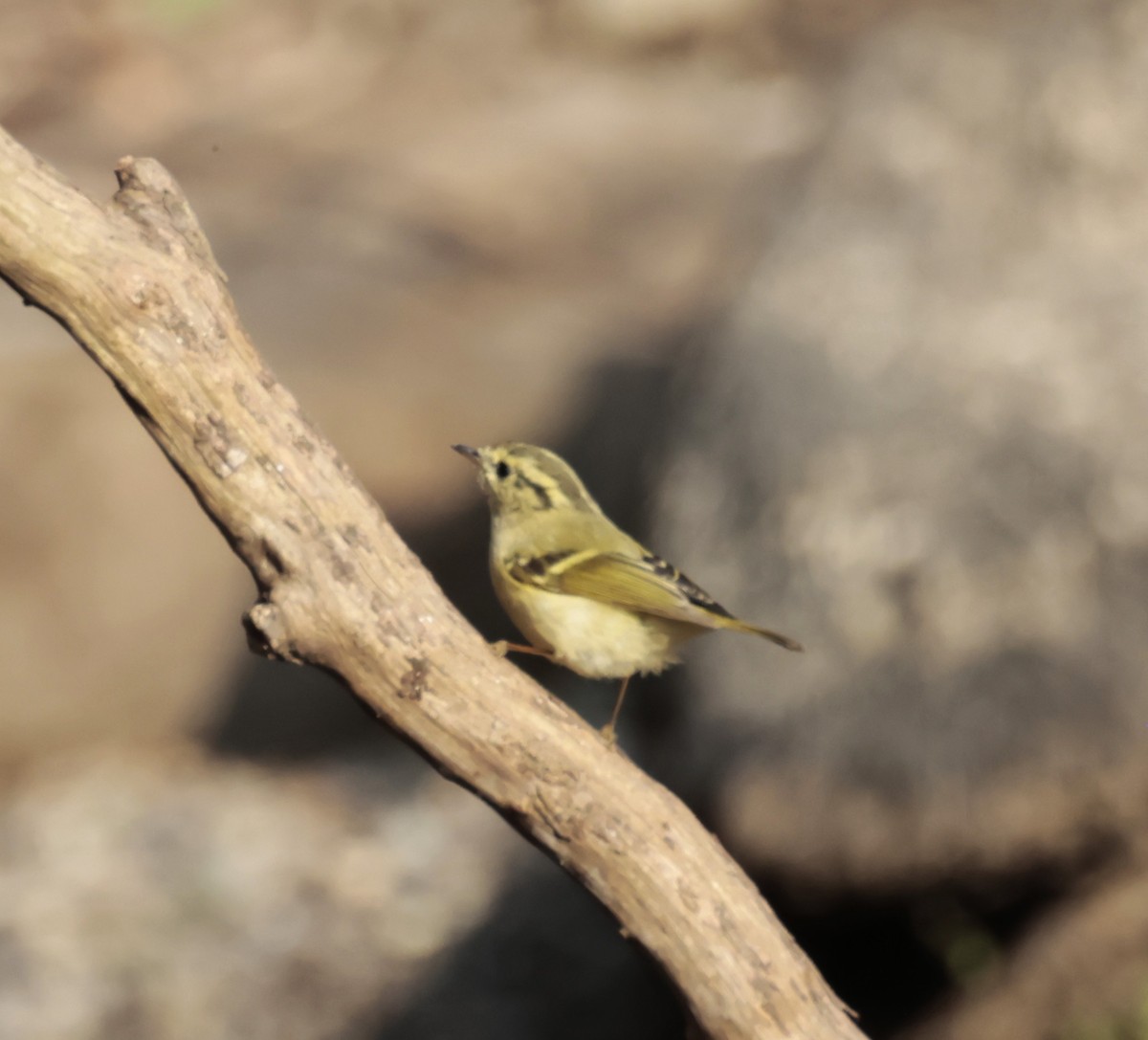 Lemon-rumped Warbler - ML634786166