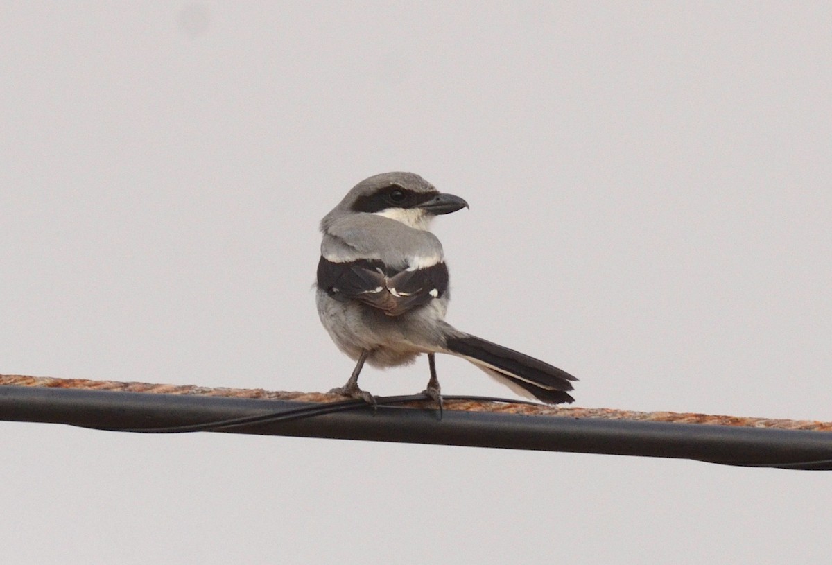 Great Gray Shrike - ML634786266