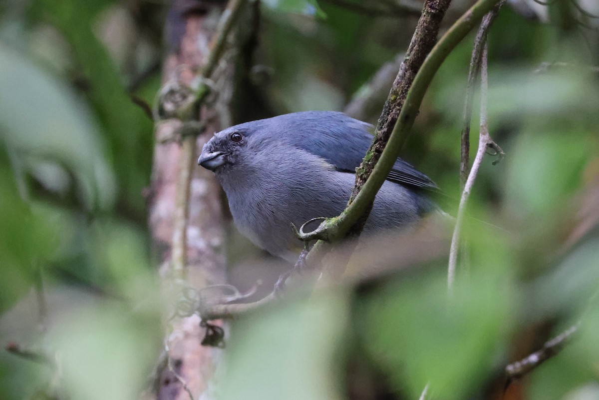Jamaican Euphonia - ML634786271