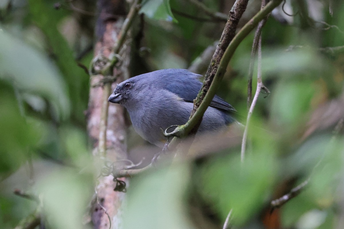Jamaican Euphonia - ML634786272