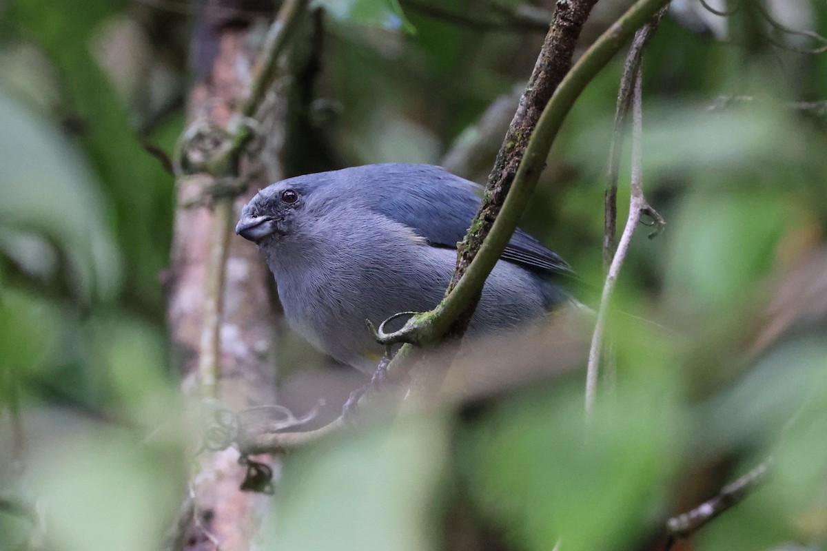 Jamaican Euphonia - ML634786273