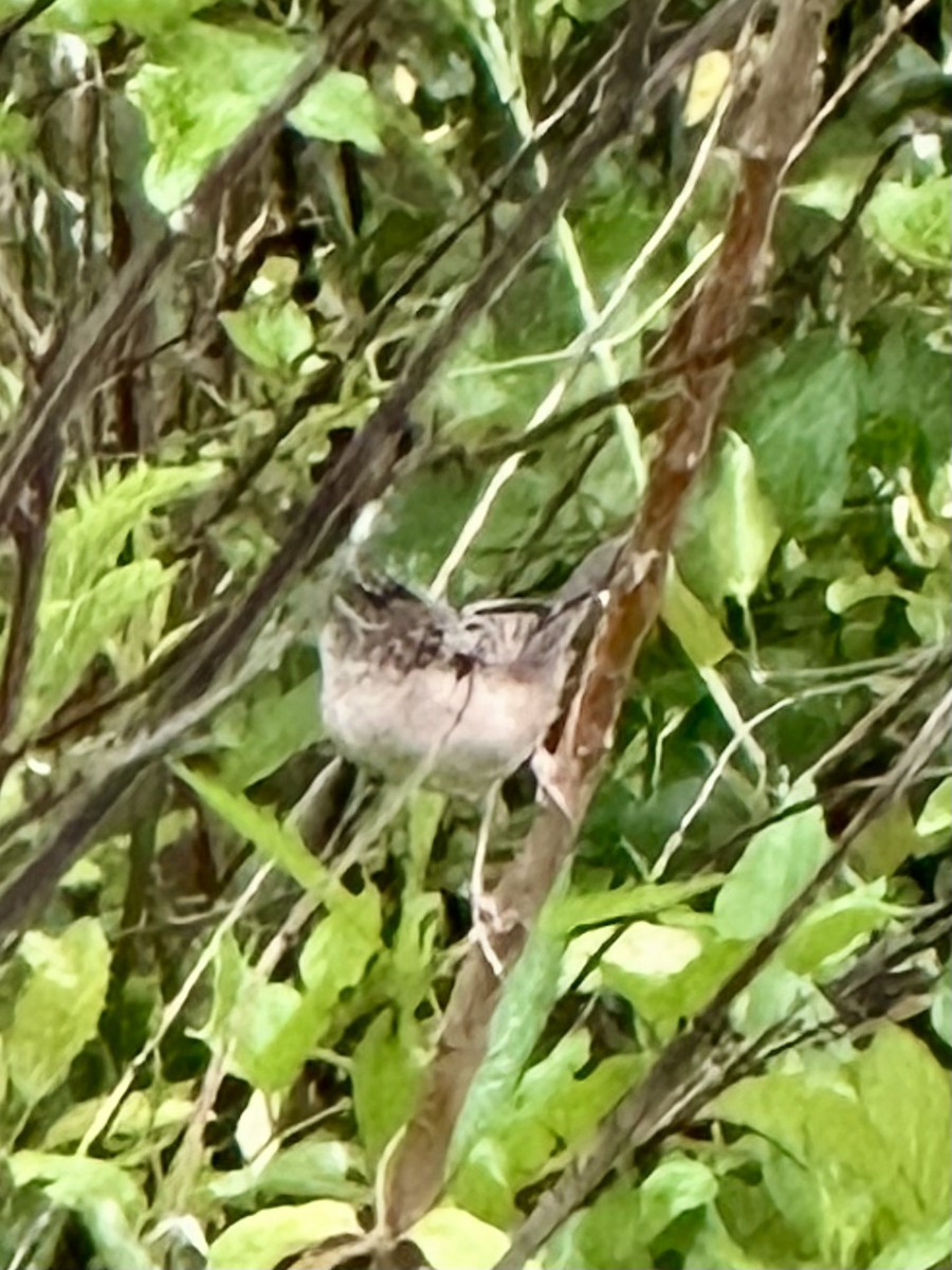 Marsh Wren - ML634786361