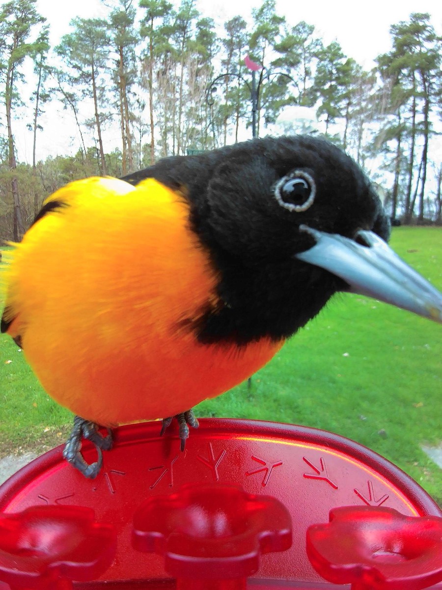Baltimore Oriole - ML634786410
