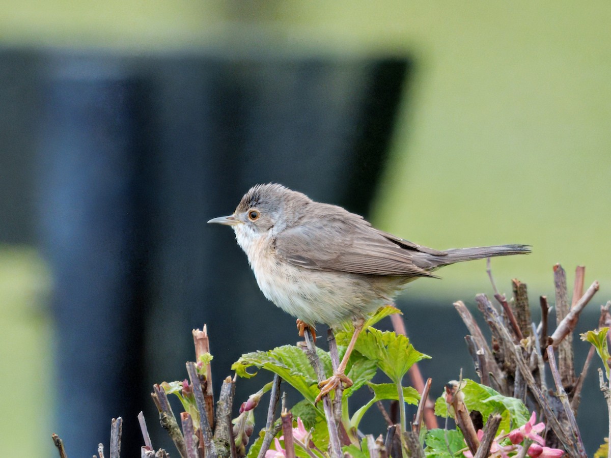 Western/Eastern Subalpine Warbler - ML634786582