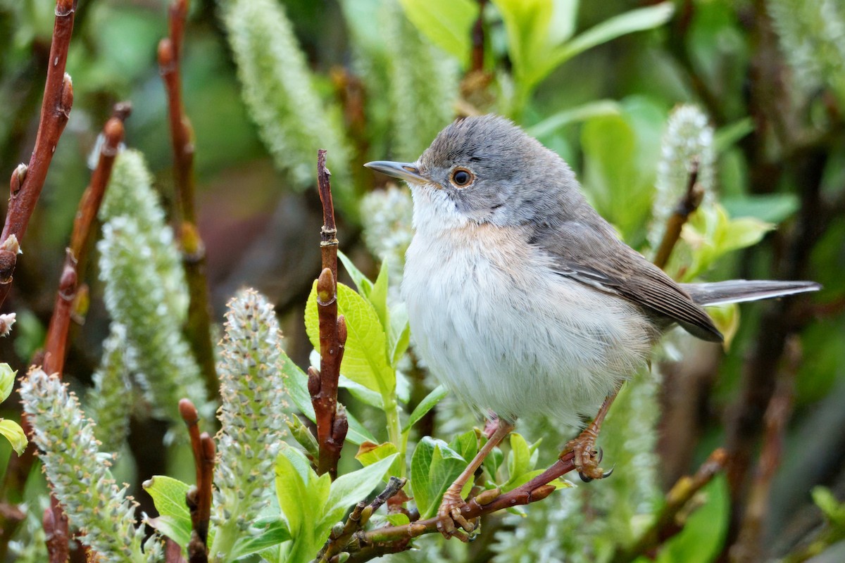 Western/Eastern Subalpine Warbler - ML634786601