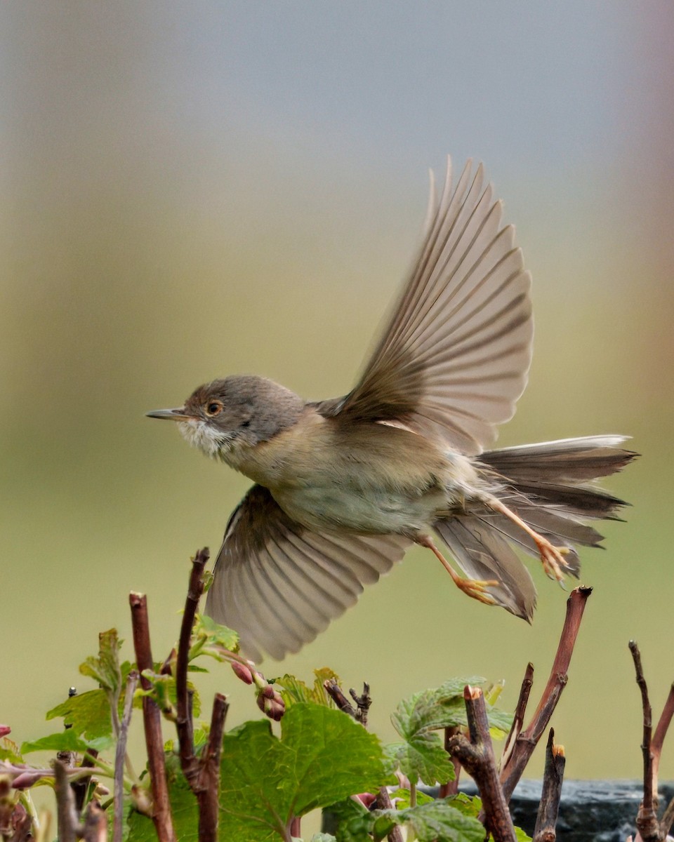 Western/Eastern Subalpine Warbler - ML634786607