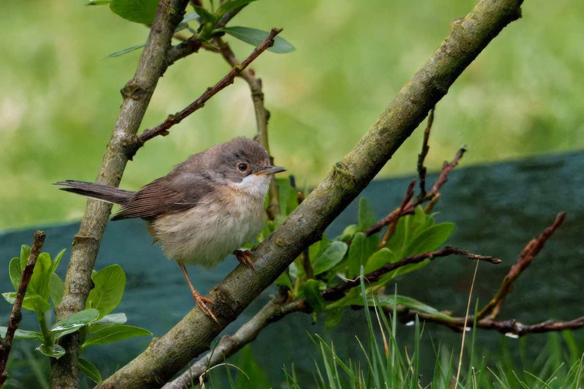 Western/Eastern Subalpine Warbler - ML634786624