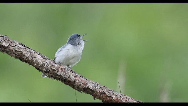 Blue-gray Gnatcatcher - ML634786824