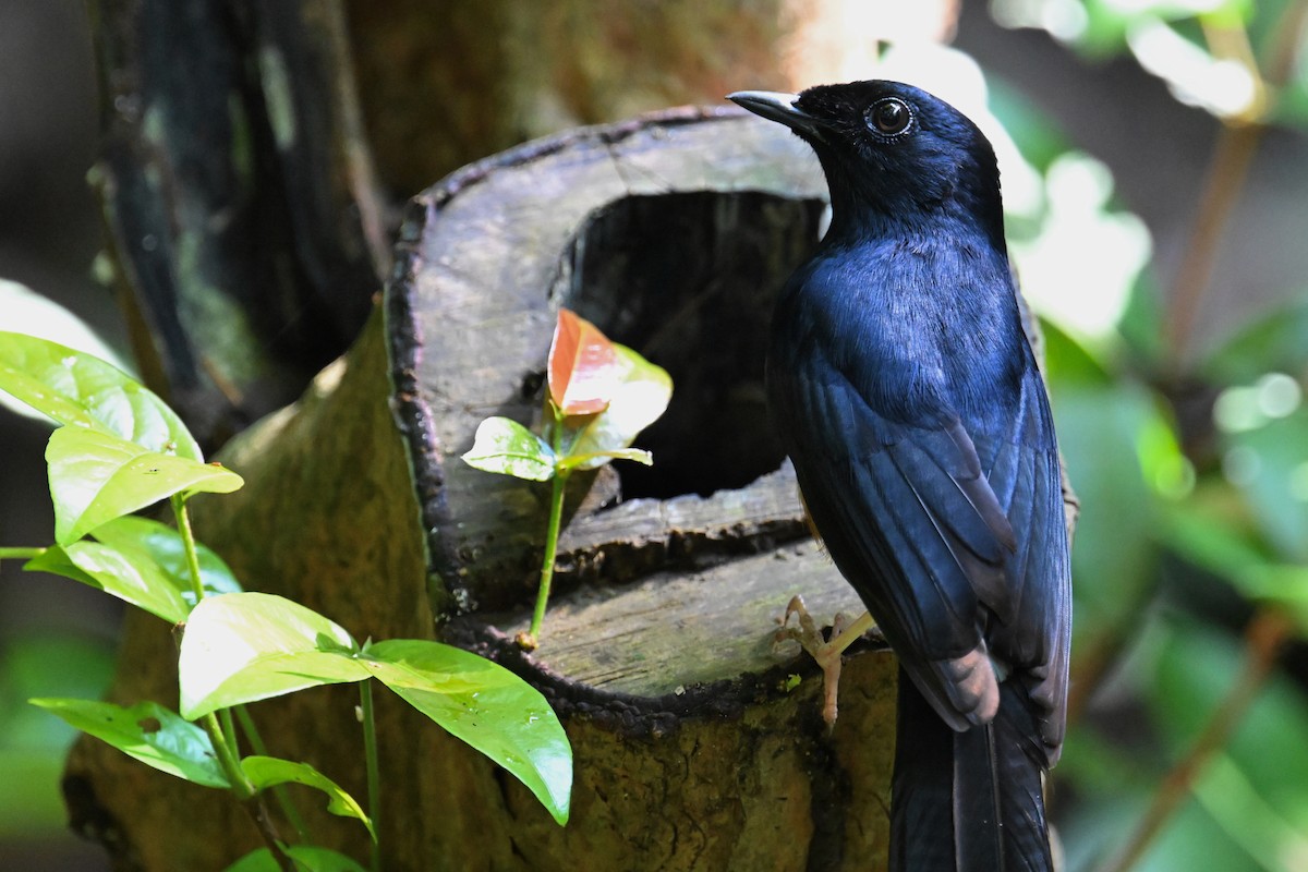 White-rumped Shama (White-rumped) - ML634786843