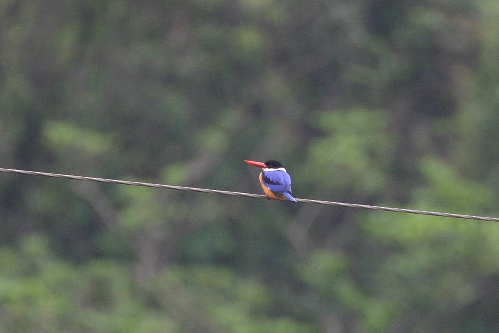 Kappenliest - ML634786870