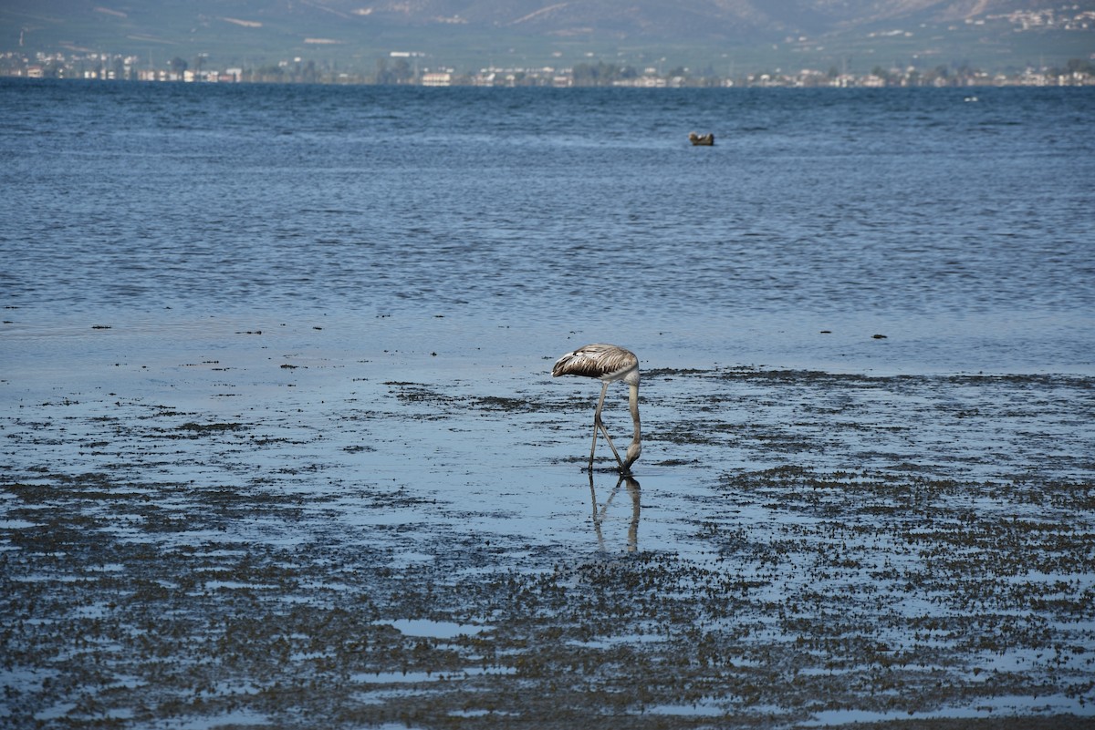 Greater Flamingo - ML634786903