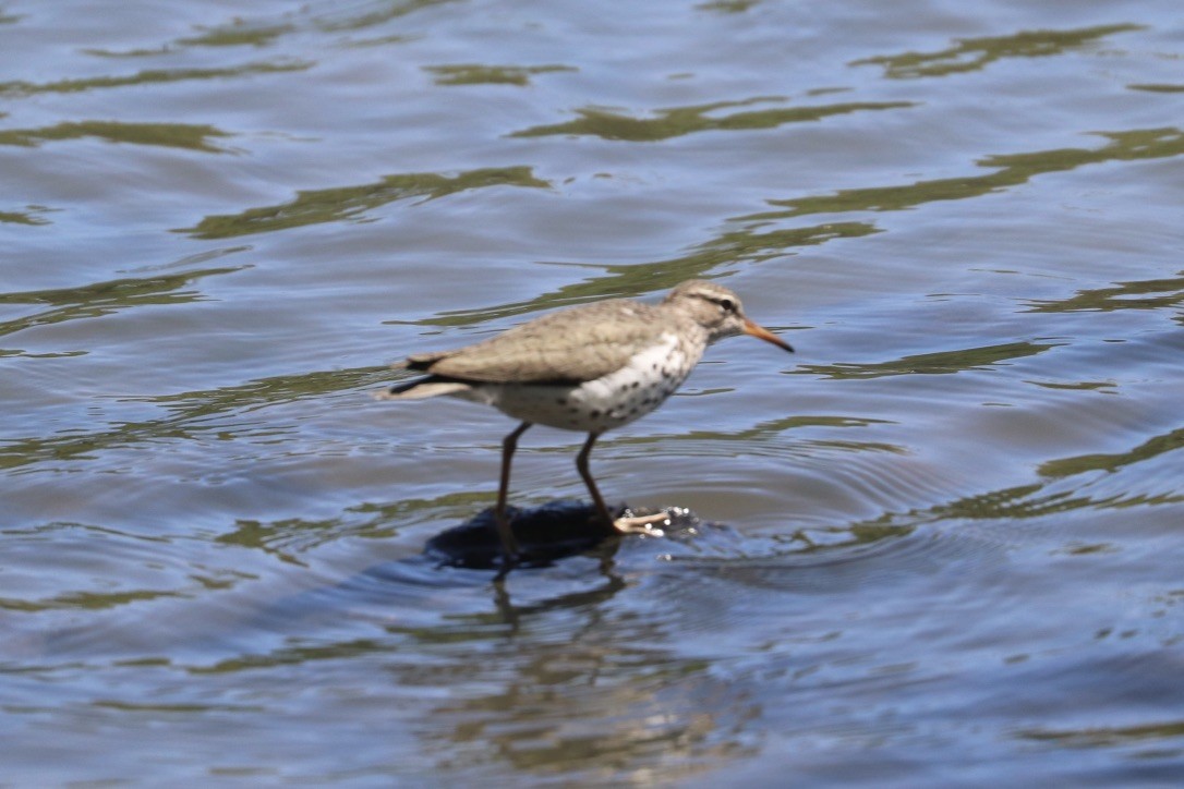 Spotted Sandpiper - ML634786987