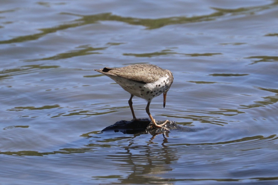 Spotted Sandpiper - ML634786988