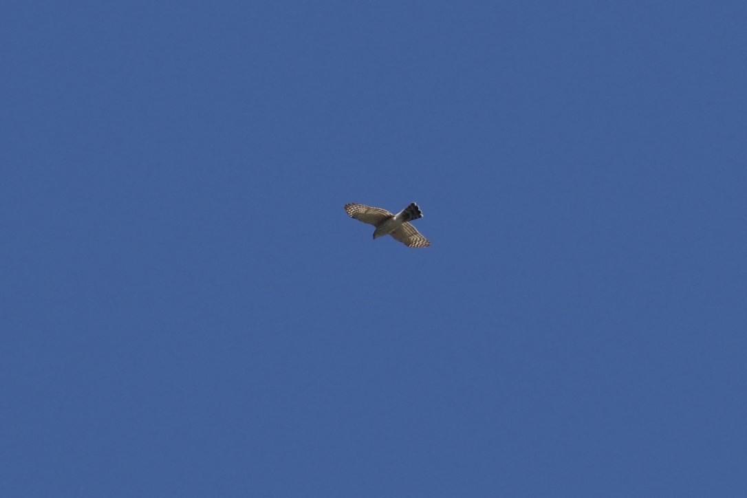 Sharp-shinned Hawk - ML634786996