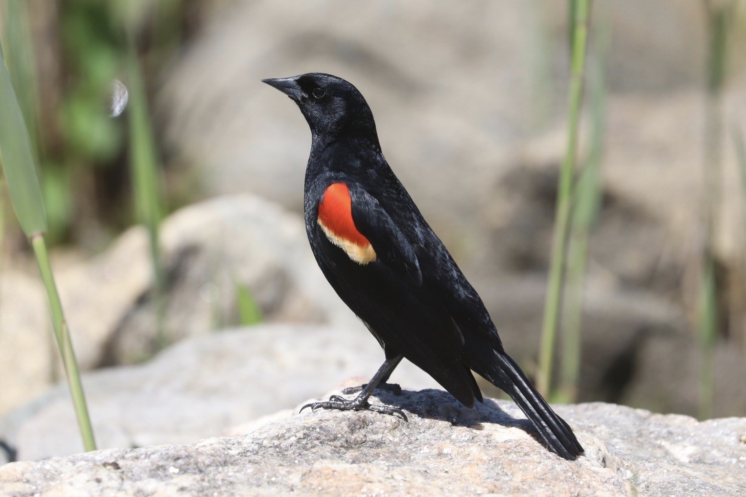 Red-winged Blackbird - ML634787018