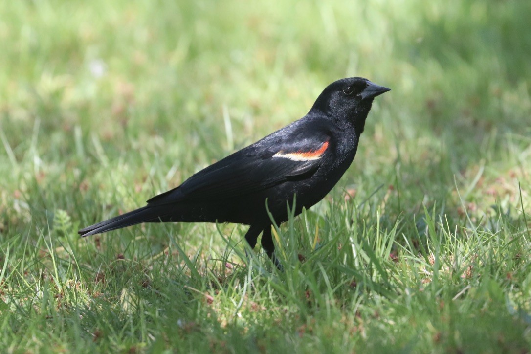 Red-winged Blackbird - ML634787019