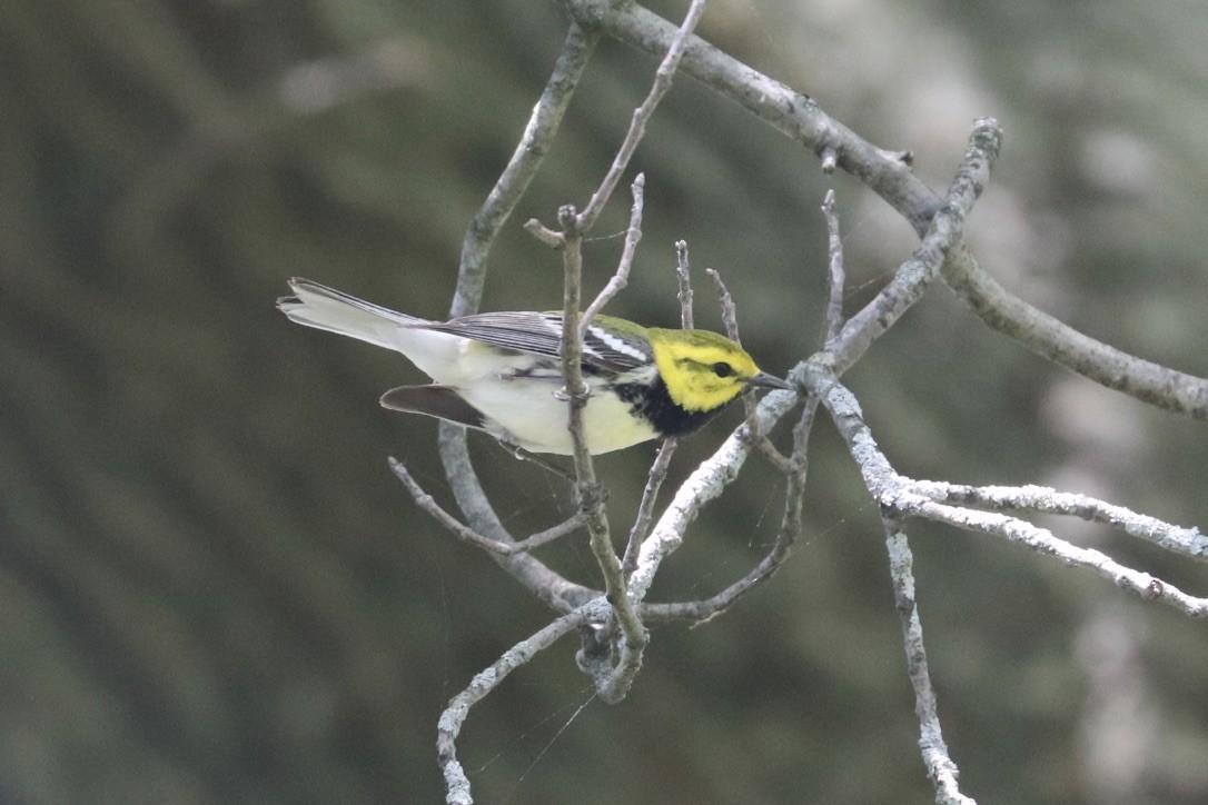 Black-throated Green Warbler - ML634787051
