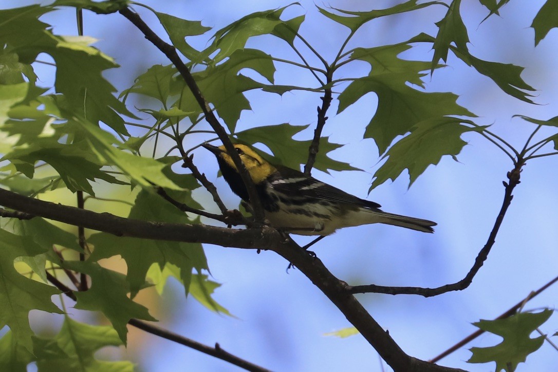 Black-throated Green Warbler - ML634787052