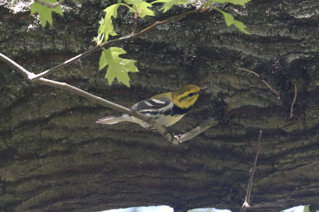 Black-throated Green Warbler - ML634787053