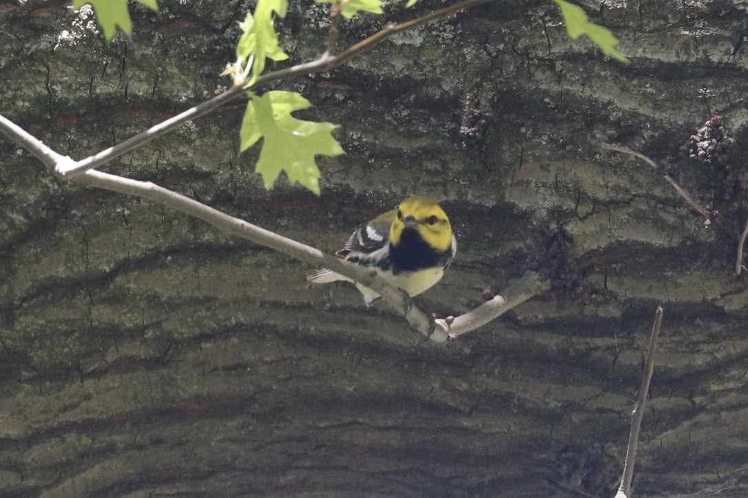Black-throated Green Warbler - ML634787054