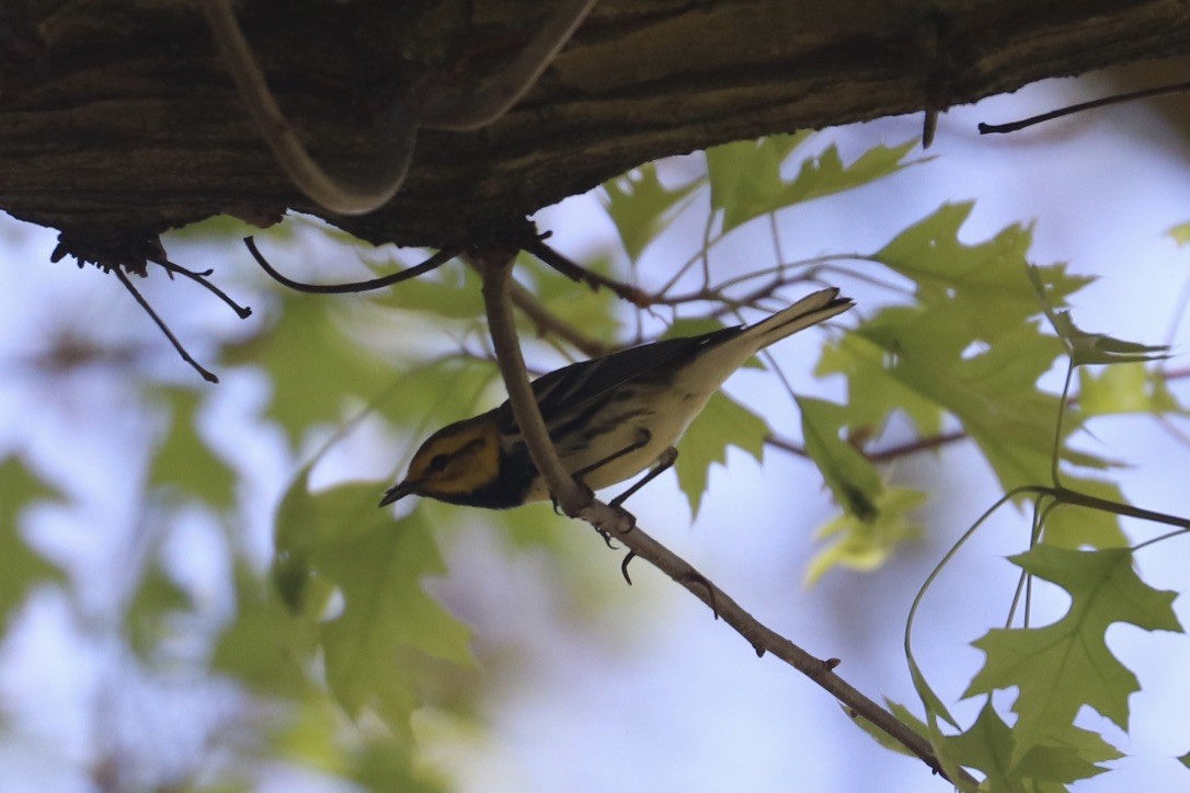 Black-throated Green Warbler - ML634787055
