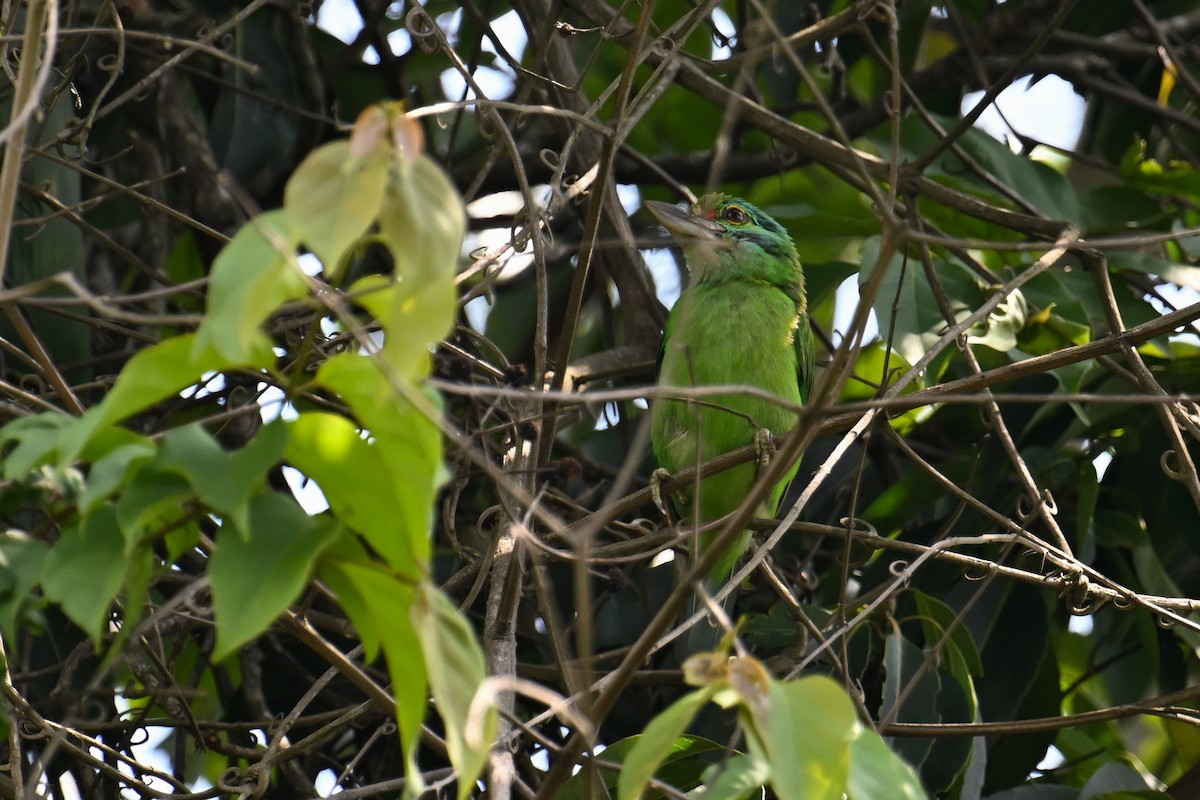Moustached Barbet - ML634787275