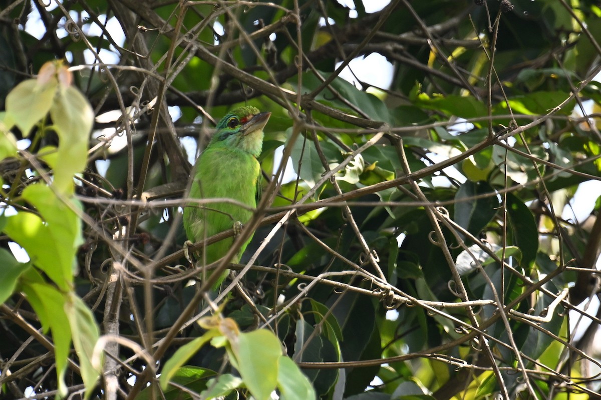 Moustached Barbet - ML634787276