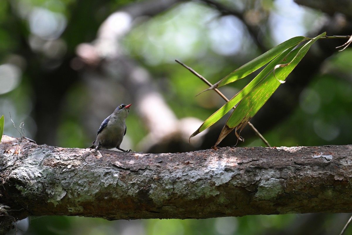 Velvet-fronted Nuthatch - ML634787279