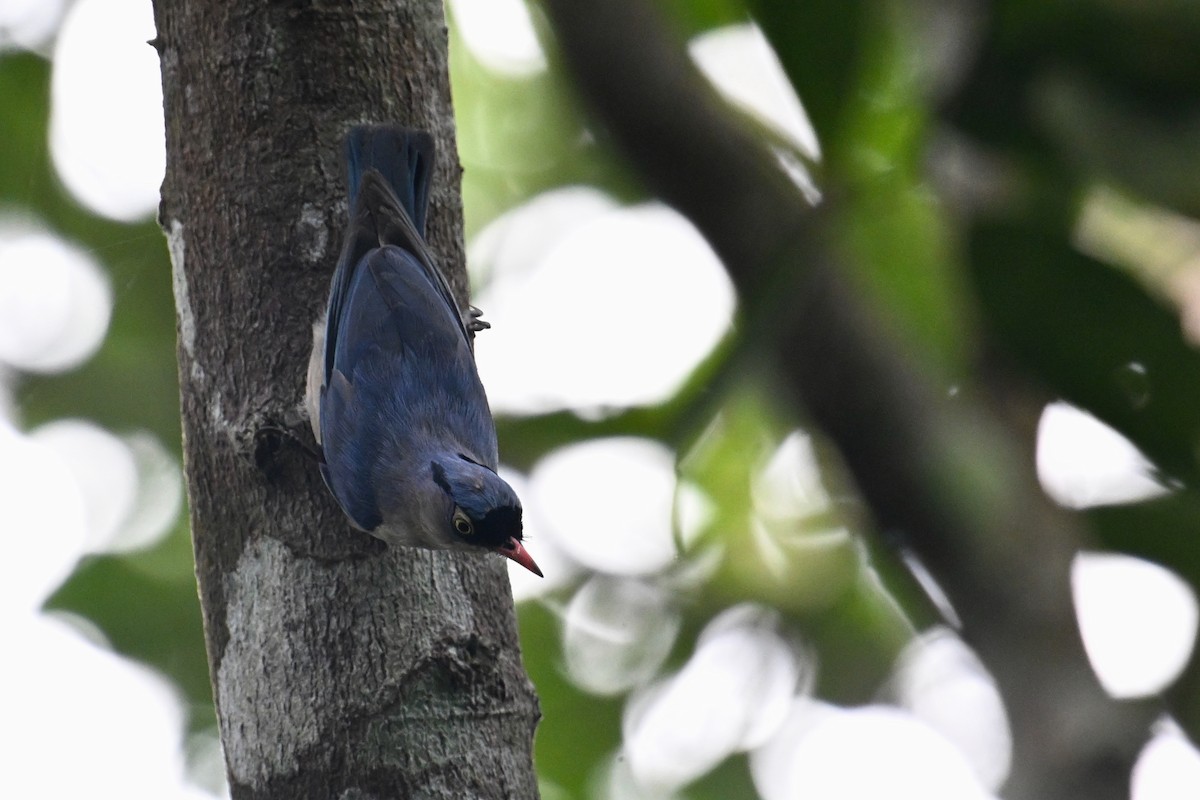 Velvet-fronted Nuthatch - ML634787287