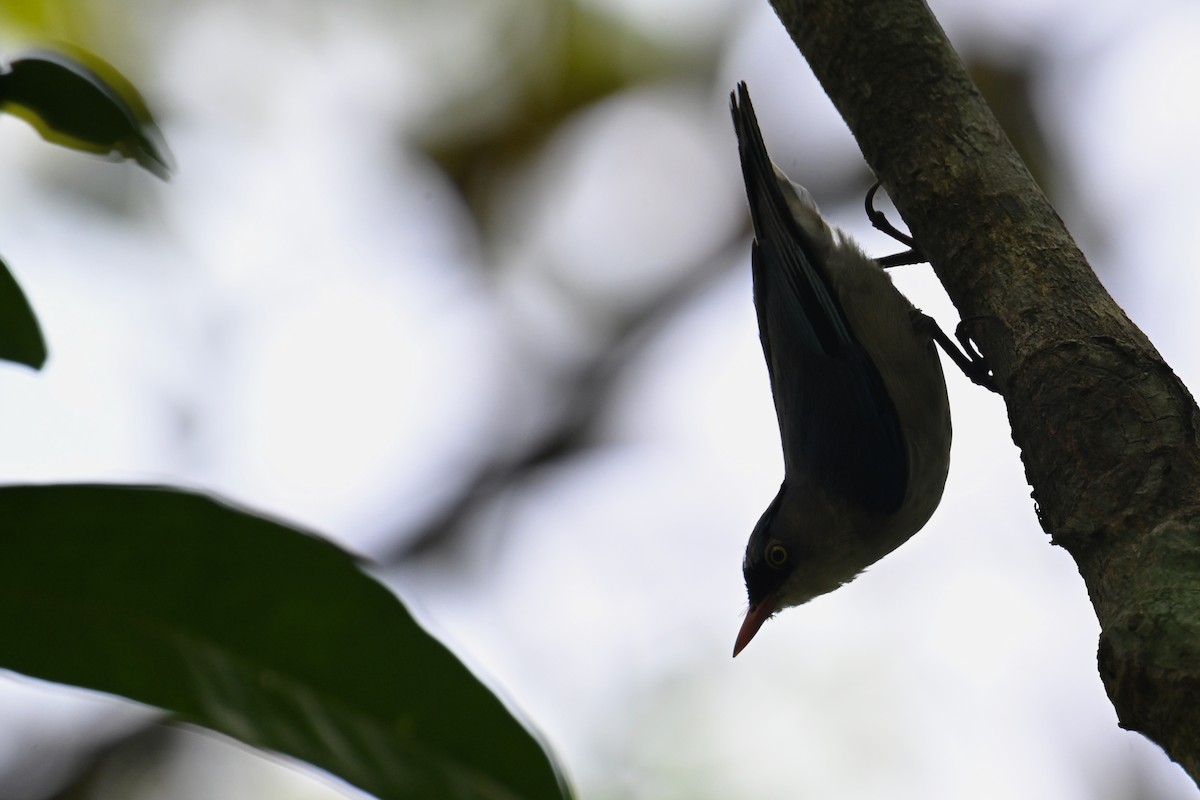 Velvet-fronted Nuthatch - ML634787288