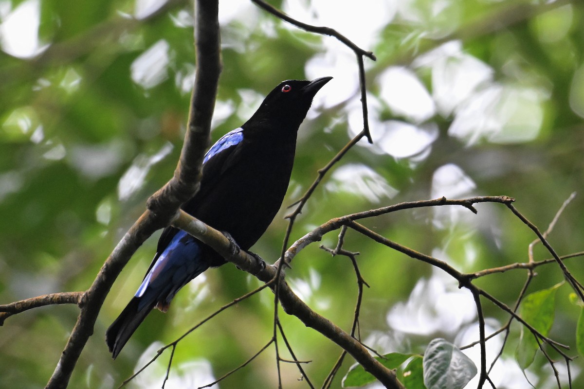 Asian Fairy-bluebird - ML634787299