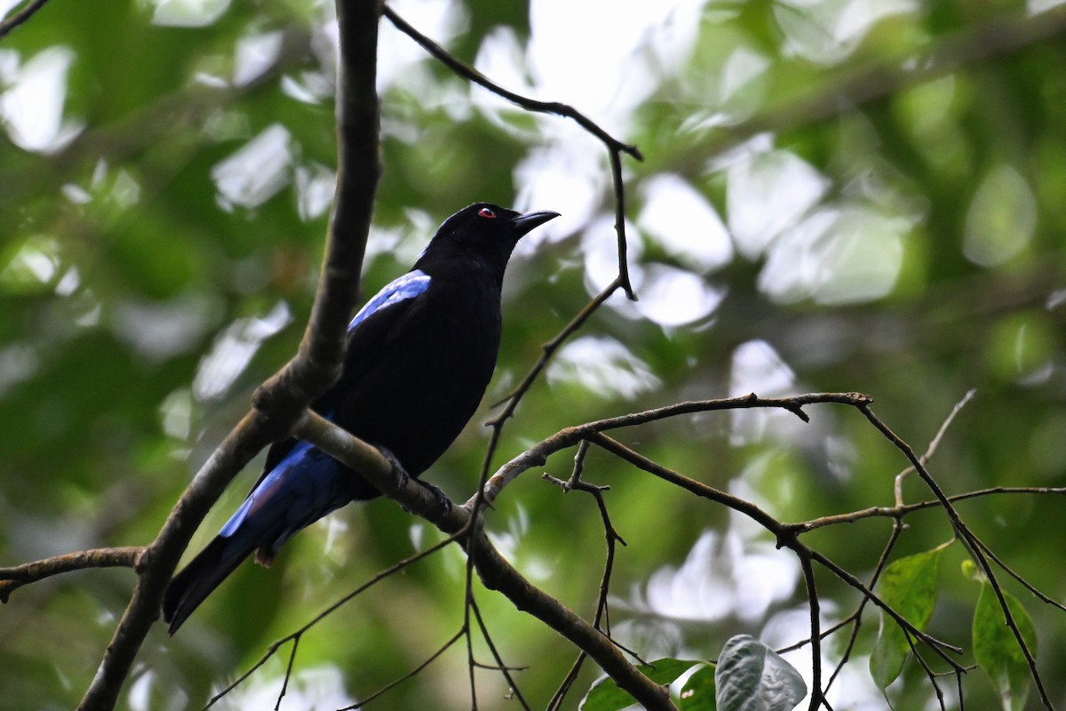 Asian Fairy-bluebird - ML634787300