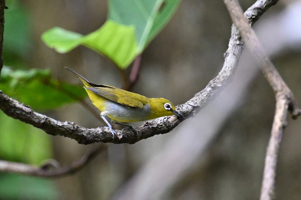 Hume's White-eye - ML634787349