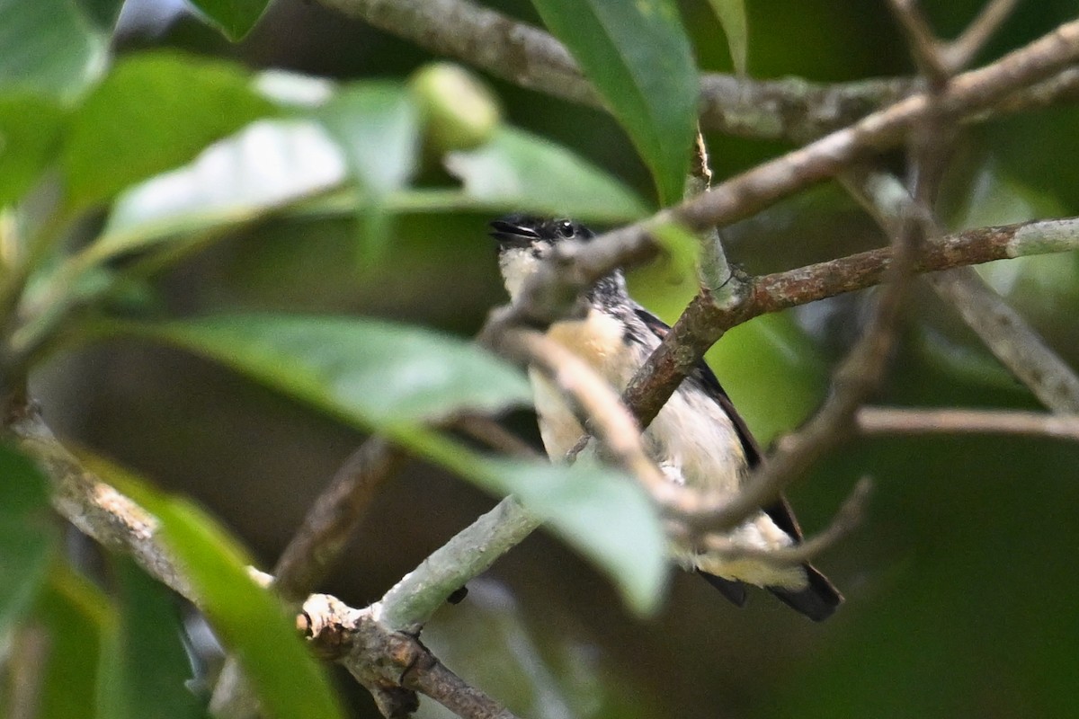 Cambodian Flowerpecker - ML634787420