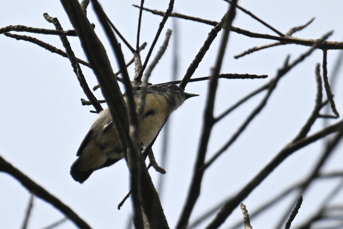 Cambodian Flowerpecker - ML634787424