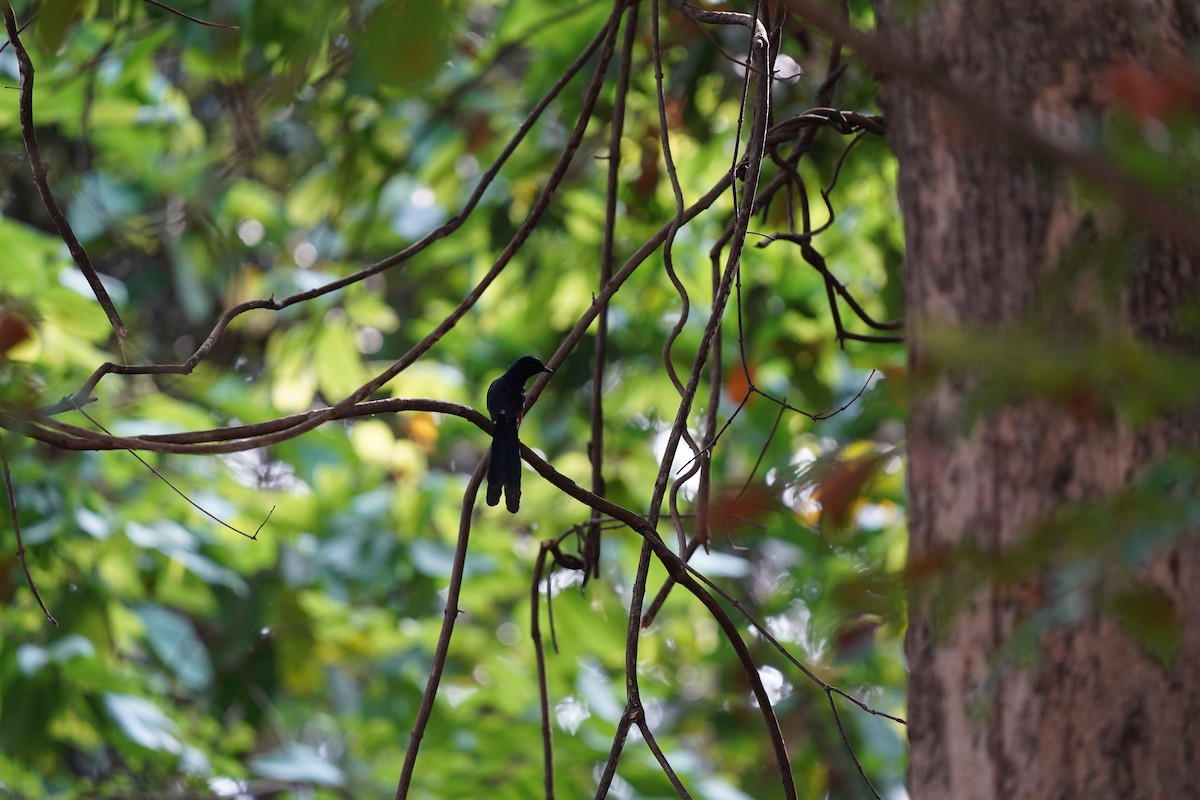White-rumped Shama - ML634787547